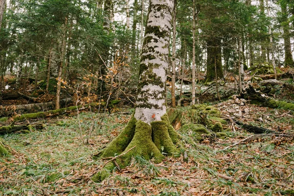 Árbol de abedul cubierto de musgo en una pendiente en el parque Biogradska Gora. Montenegro —  Fotos de Stock