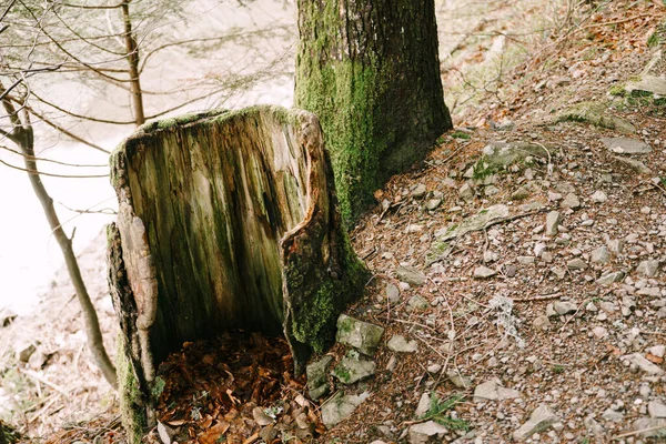 Shnilý pařez na svahu v parku Biogradska Gora. Černá — Stock fotografie