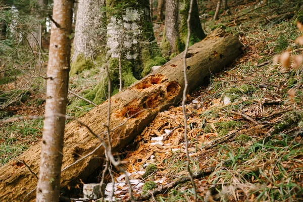 Rotten tree trunk lies on the ground in Biogradska Gora park. Montenegro — Stock Photo, Image