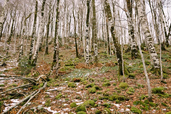 Bosque de abedul en una ladera en el parque Biogradska Gora. Montenegro —  Fotos de Stock