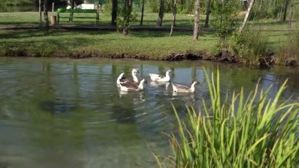 Le oche nuotano in un lago in un parco verde — Video Stock