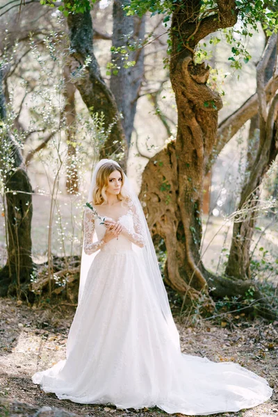 Panna młoda w białej sukience z gałązką oliwną stoi pod drzewem — Zdjęcie stockowe