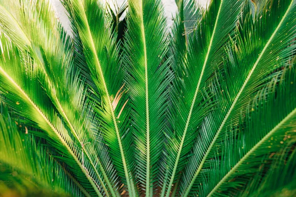 Пышные зеленые пальмы. Крупный план — стоковое фото