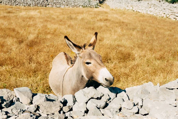 Gray donkey stands near a stone fence in a park — Stock Photo, Image