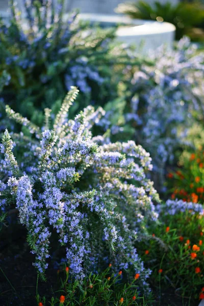 Buisson de romarin en fleurs sur une pelouse verte — Photo