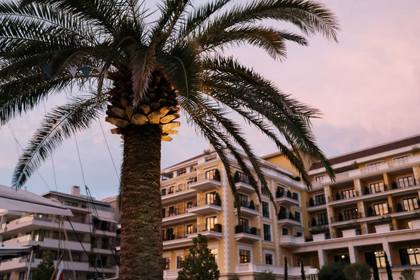 Apartman binaları ve günbatımı gökyüzünün arka planında yeşil palmiye ağacı — Stok fotoğraf