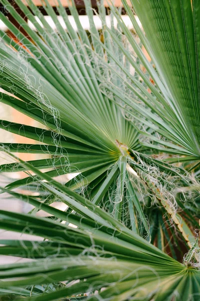 Fios pendurados nas folhas da palmeira sabal. Close-up — Fotografia de Stock