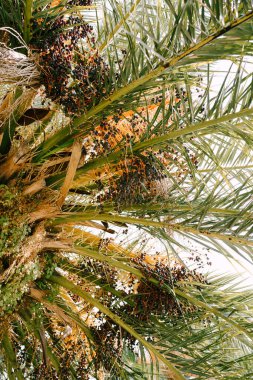 Hurma yapraklarının altında, olgun, mavi bir meyve vardır. Yakın plan.