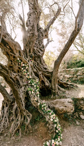 Old olive tree decorated with flowers — Stock Photo, Image