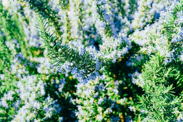 Arbustos de alecrim azul florescendo. Close-up — Fotografia de Stock