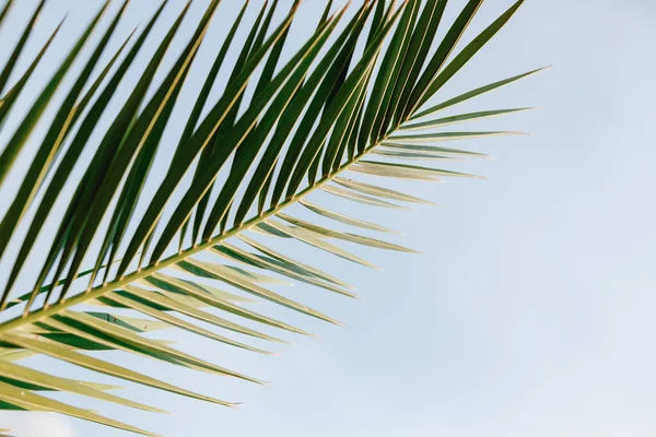 Sharp foglia di palma verde su sfondo blu — Foto Stock