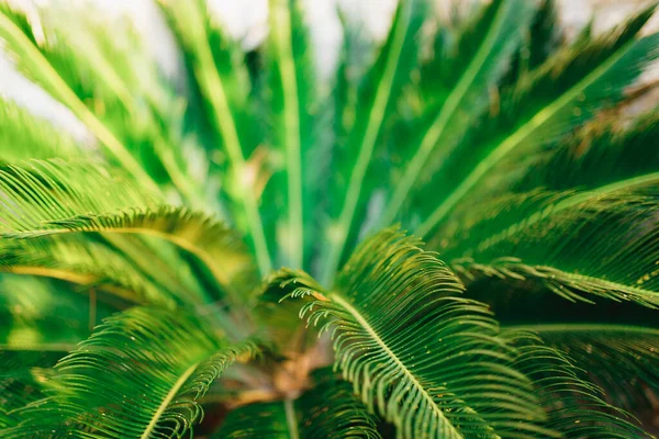Ярко-зеленые листья на пальмовом кусте. Крупный план — стоковое фото