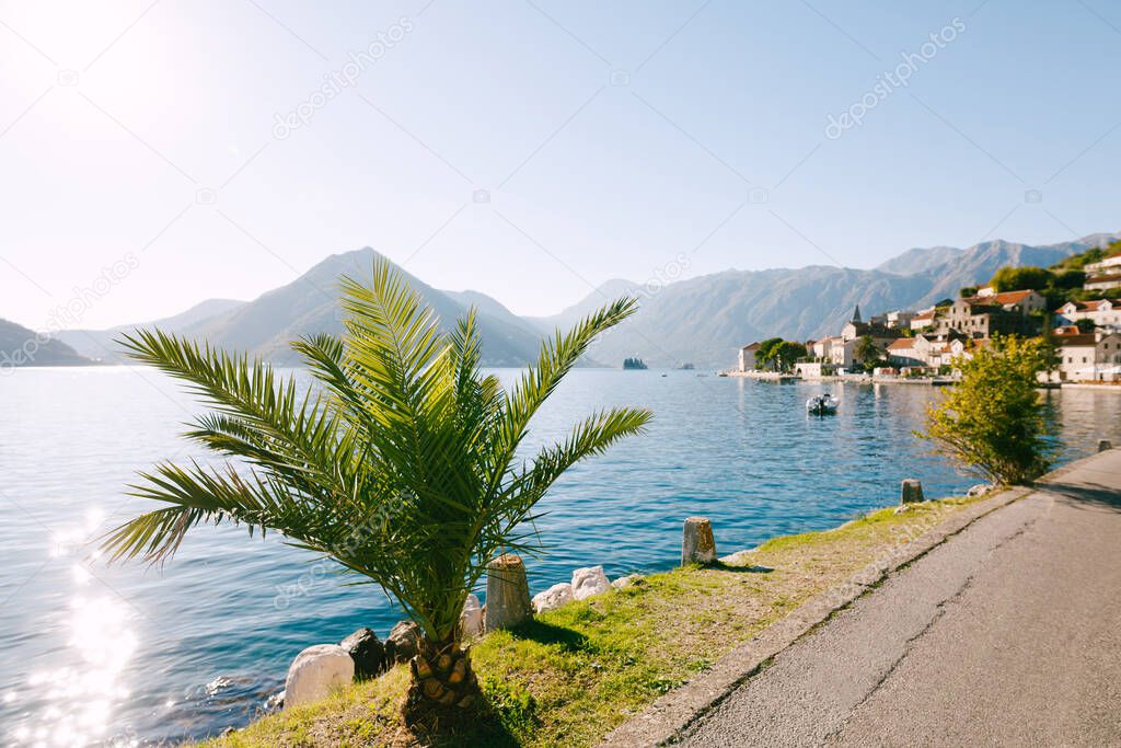 Perast promenade with beautiful green palm trees in the sun