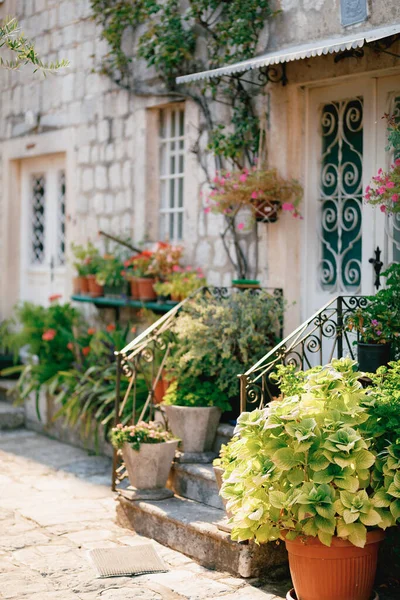 Threshold of an old stone house with flowers in pots — Foto Stock
