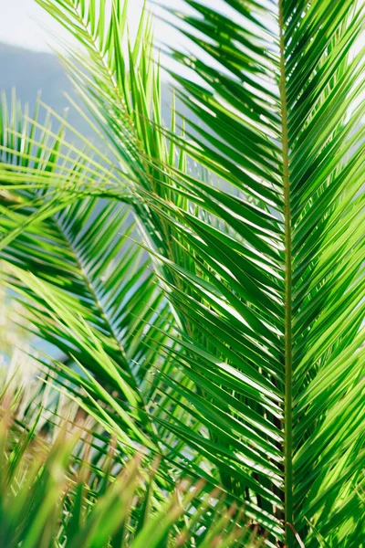 Длинные пальмовые ветви с зелеными листьями — стоковое фото