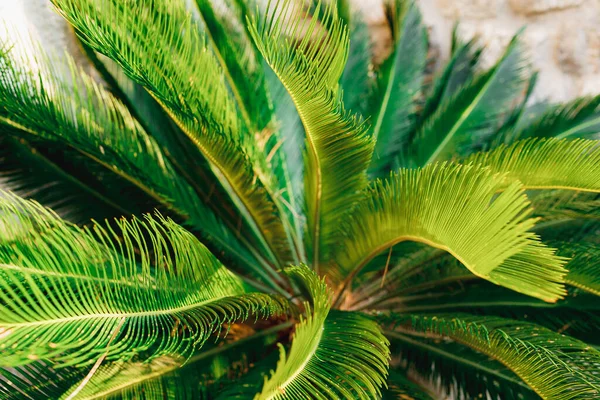 Длинные пальмовые ветви с тонкими острыми листьями — стоковое фото