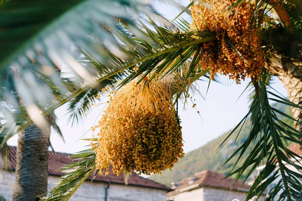 На зеленых пальмовых ветвях висят гроздья — стоковое фото
