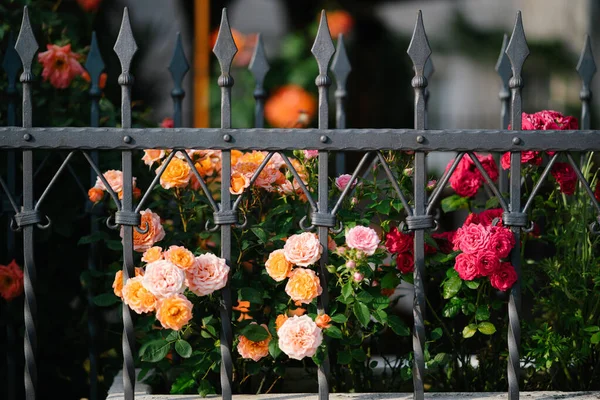 Multicolored tea roses in a green garden behind a wrought iron fence — Fotografia de Stock