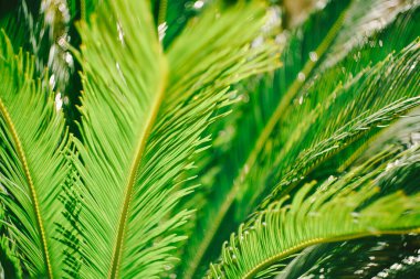 Parlak yeşil palmiye yaprakları güneşte. Yakın plan.