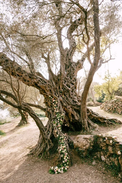 Old olive tree decorated with a flower arrangement in a grove — Stock Photo, Image