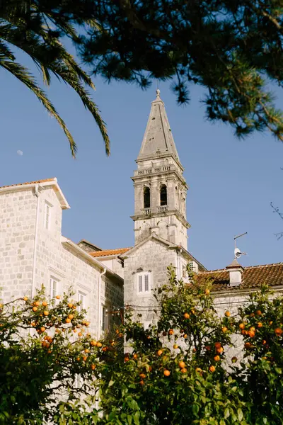 聖ニコラス教会の前でマンダリンの木が成長します。モンテネグロ — ストック写真