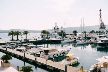 Beyaz yatlar yeşil palmiye ağaçlarıyla çevrili iskelede duruyor. Porto, Karadağ