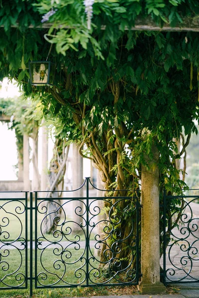 Beautiful low forged openwork fence in a green park — Fotografia de Stock