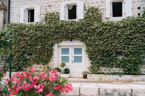 Stone facade of the building is entwined with green ivy with a white door and shutters on the windows — Stockfoto