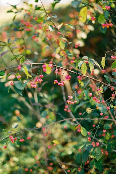 Euonymus europeo floreciendo rosa. Primer plano —  Fotos de Stock