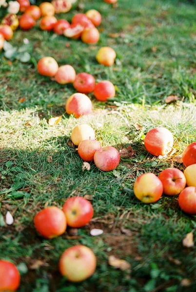 Спелые красные яблоки лежат на зеленой траве — стоковое фото