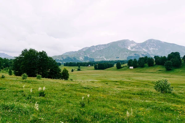 Prados verdes com montanhas ao fundo no Parque Nacional de Durmitor — Fotografia de Stock