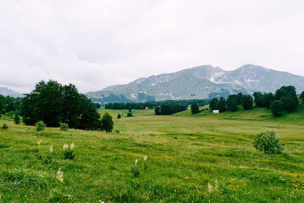 Green meadows with mountains in the background in Durmitor National Park Stock Photo