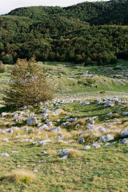 Dağlardaki ormanın kenarındaki yeşil çimlerdeki taşlar. Yüksek kalite fotoğraf