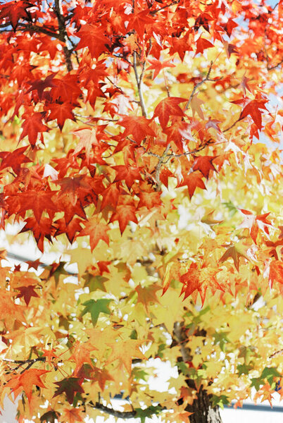 Yellow, red and green maple leaves on the branches. Close-up Royalty Free Stock Photos