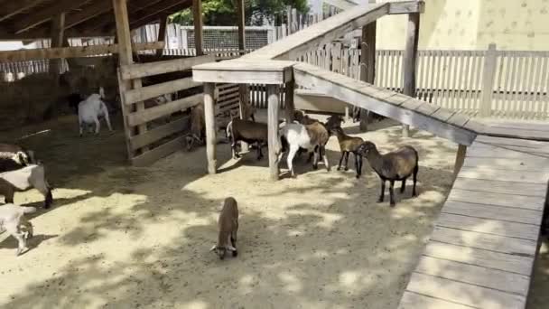 Geitenhoeder Loopt Een Kraal Een Boerderij Hoge Kwaliteit Beeldmateriaal — Stockvideo