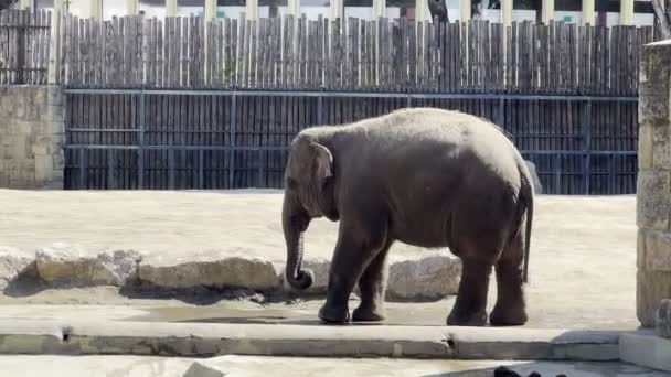 Hayvanat Bahçesindeki Fil Çevrenin Etrafında Yürüyor Yüksek Kalite Görüntü — Stok video