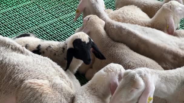 Black White Little Lamb Stands Sleeping Sheep Stall High Quality — Vídeos de Stock