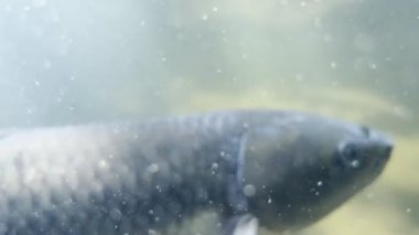 Large fish swims through muddy water to the surface. High quality 4k footage