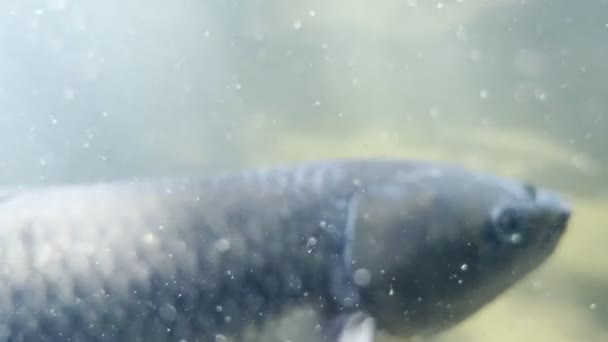 Большая Рыба Плавает Через Грязную Воду Поверхность Высококачественные Кадры — стоковое видео