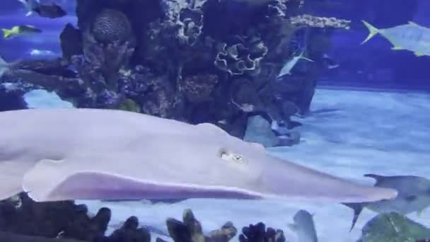 在水族馆里 莫特利鱼在鲨鱼旁边游来游去 高质量的4K镜头 — 图库视频影像