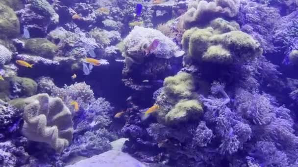 물고기들은 수족관에 모래톱에서 헤엄을 고품질 — 비디오