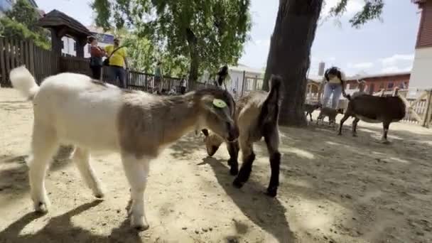 Goat Feeds Little Goatlings Farm High Quality Footage — Stockvideo