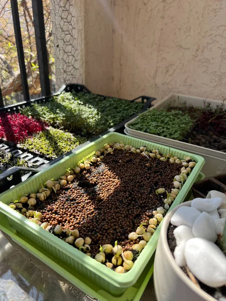 Boxes Various Greens Balcony High Quality Photo — Stock Photo, Image