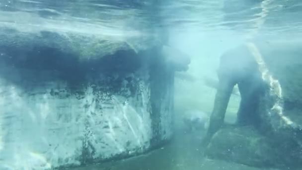 企鹅和海豹在动物园的水族馆里游泳 高质量的4K镜头 — 图库视频影像