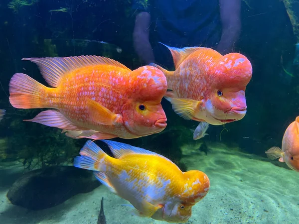 Red Yellow Midas Cichlids Swim Aquarium High Quality Photo — Stok Foto