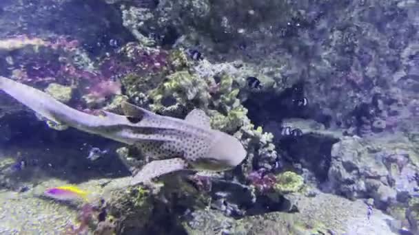 Rekin Lampart Pływa Akwarium Wśród Małych Ryb Wysokiej Jakości Materiał — Wideo stockowe