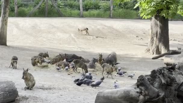 Herd Capybaras Eating Corral Tree High Quality Footage — Stock videók