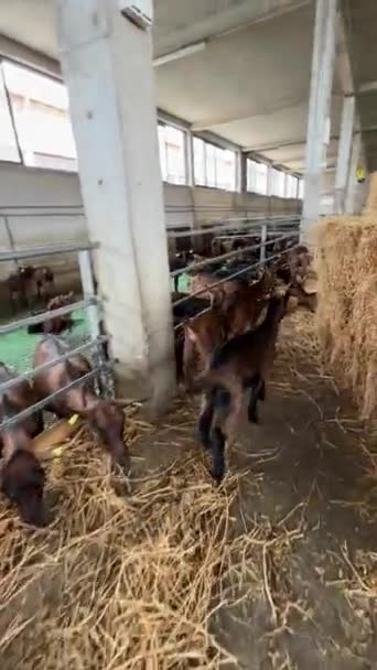 Little Goats Run Each Other Stalls Farm High Quality Fullhd — Vídeo de stock