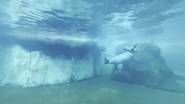 Φώκια Κολυμπάει Στην Πλάτη Της Πέφτοντας Ένα Ενυδρείο Κάτω Από — Αρχείο Βίντεο