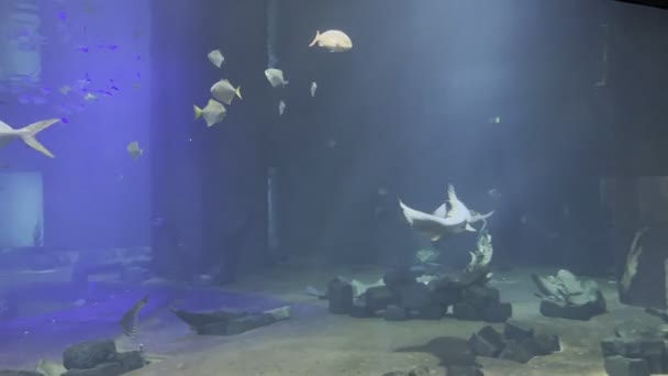 Акула Плавает Среди Стаи Мелких Рыбок Большом Аквариуме Высококачественные Кадры — стоковое видео